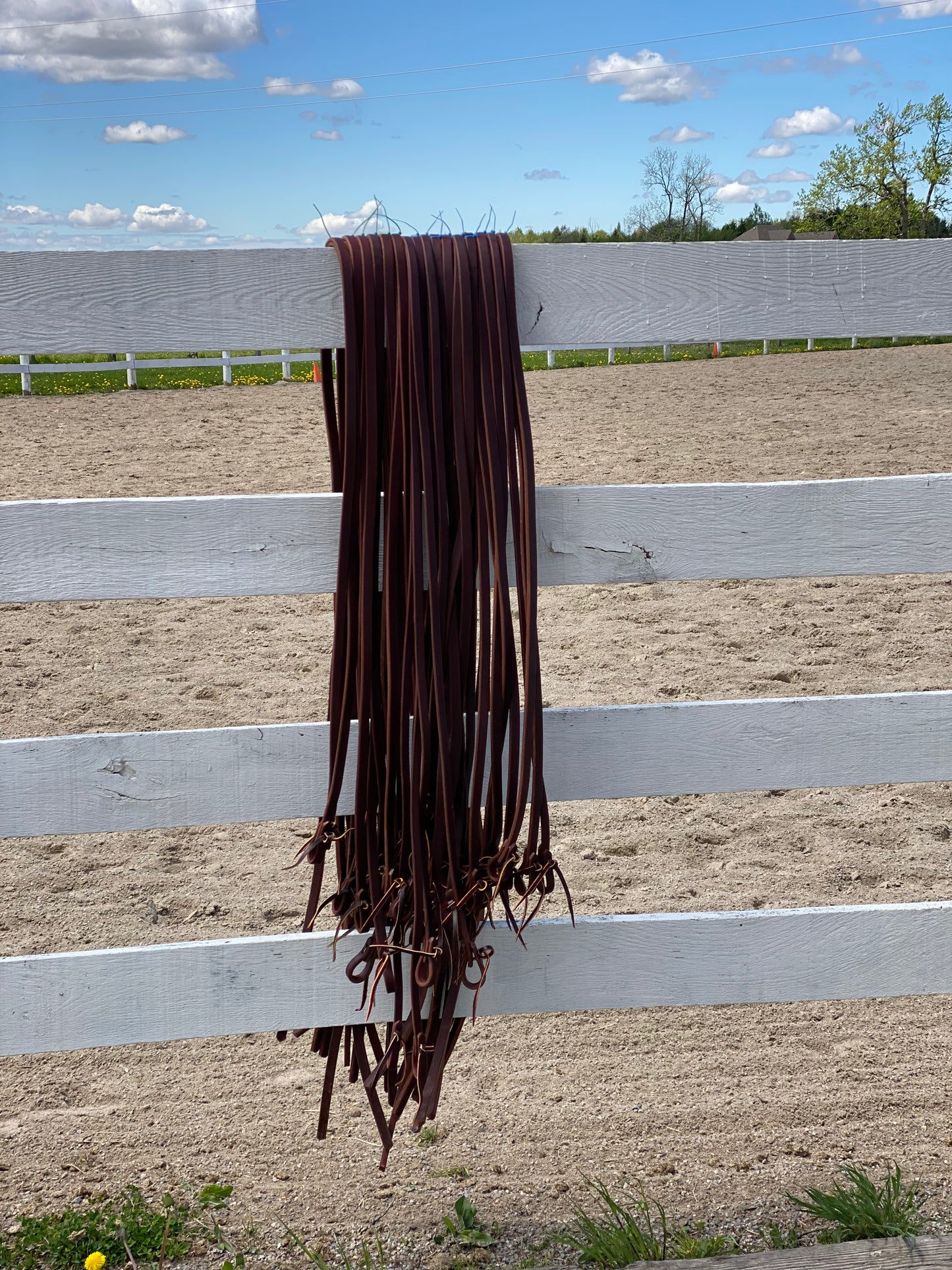 Reins